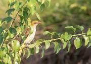 Pirol - Golden Oriole  (Oriolus oriolus)